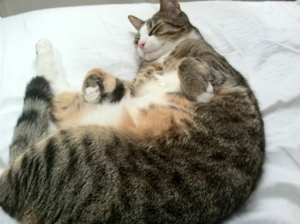 爱游戏中国官方网站平台-中国三人篮球队新阵容亮相 战术更加灵活，中国三人篮球成员