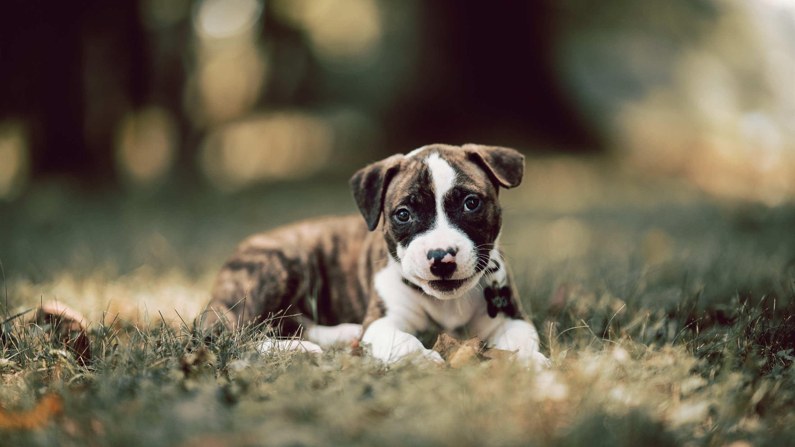 爱游戏中国官方登录入口网站-中国香港队赛制变化：如何适应国际赛事的规则与挑战，香港队伍