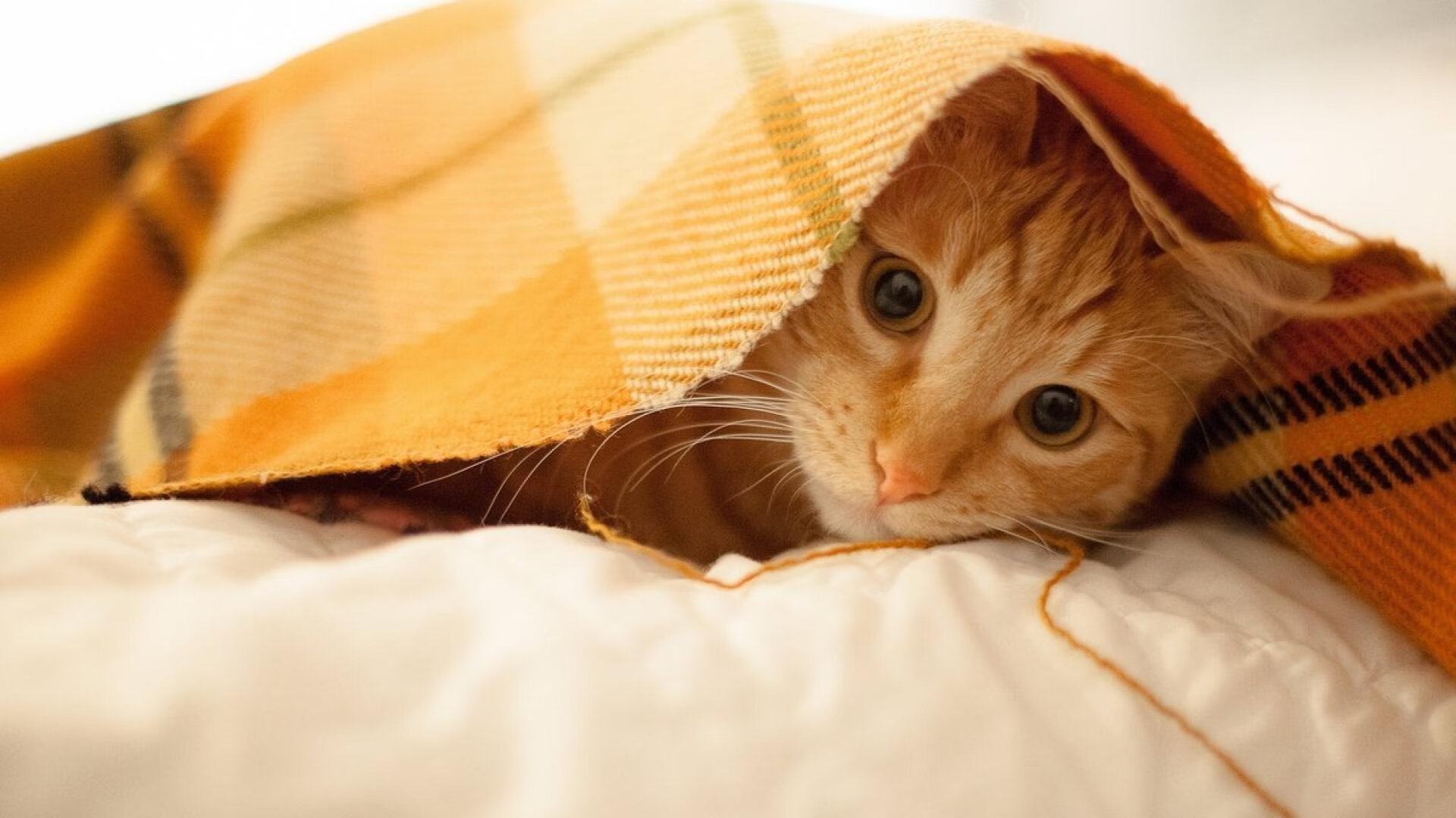 中美蝶泳稳定性评分连续三年提升,蝶泳中国