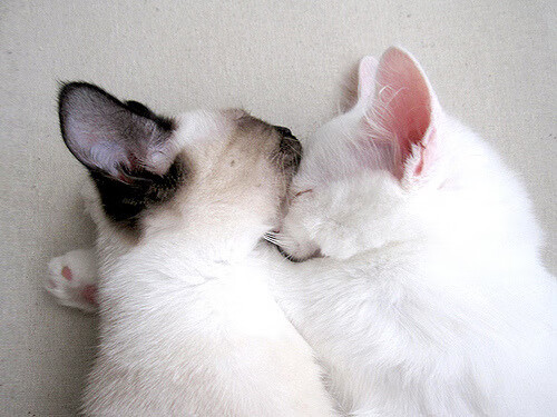 体育新闻中心上线体育内容跨平台同步发布系统，最新的体育新闻报道在哪看