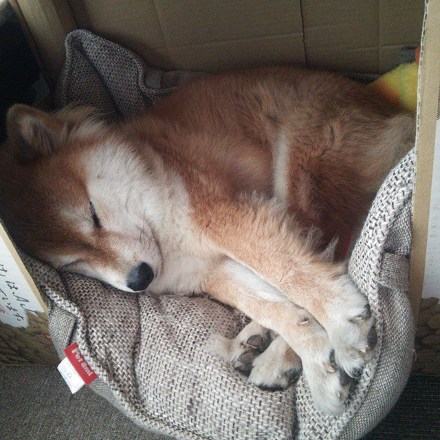 女子篮球联赛季后赛激烈，女子篮球比赛日程