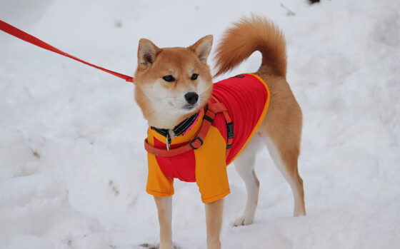 爱游戏-德甲火爆鏖战：攻防转换节奏快得令人窒息，德甲打法