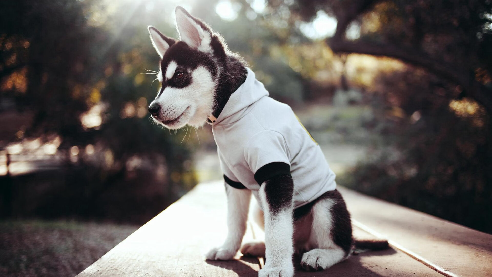 爱游戏在线登录入口-新西兰全黑队极致的球场控制力，令对手难以突破，新西兰 篮球