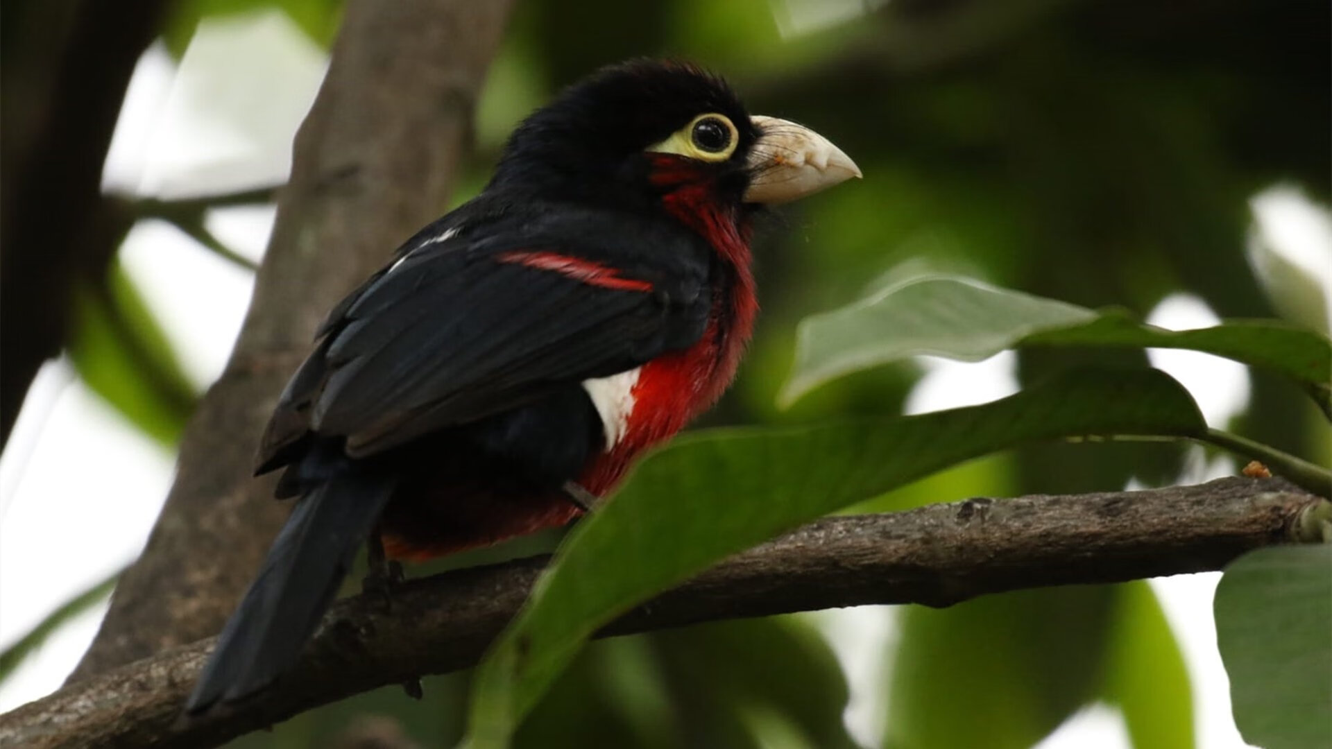 爱游戏综合娱乐-水球焦点战瑞士沉着应对，水球战术