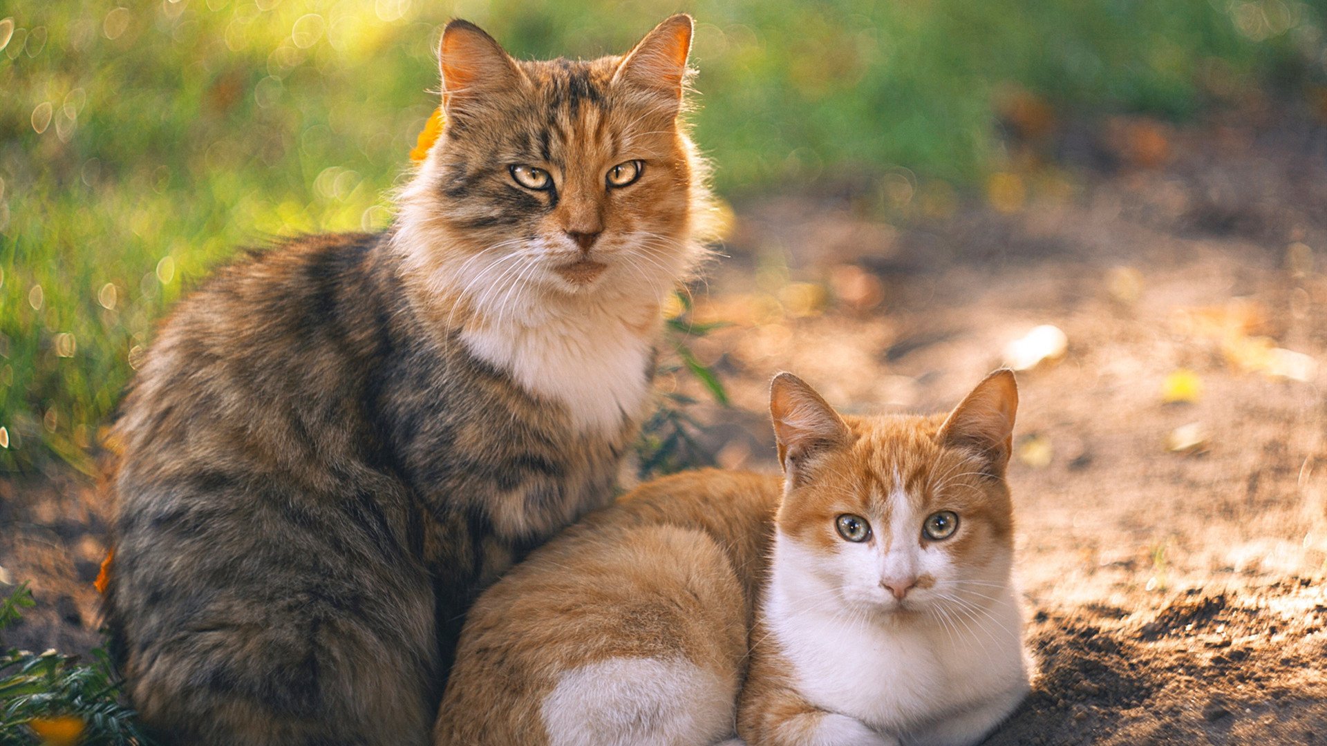 科斯赛场表现引发观众热议,科斯又名科斯姆