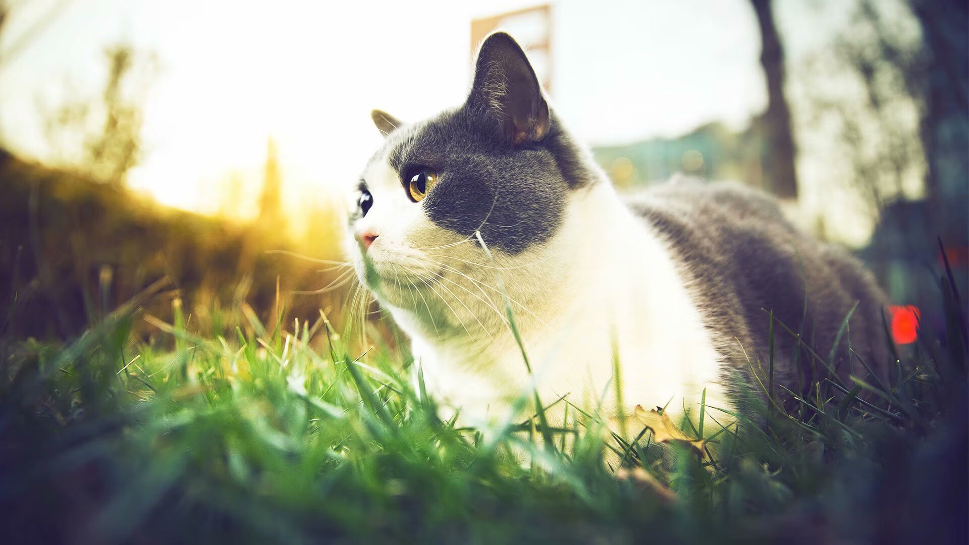 AYX SPORTS-中国足球国家队通过技术会议持续优化阵容组合，中国足球国家队规划