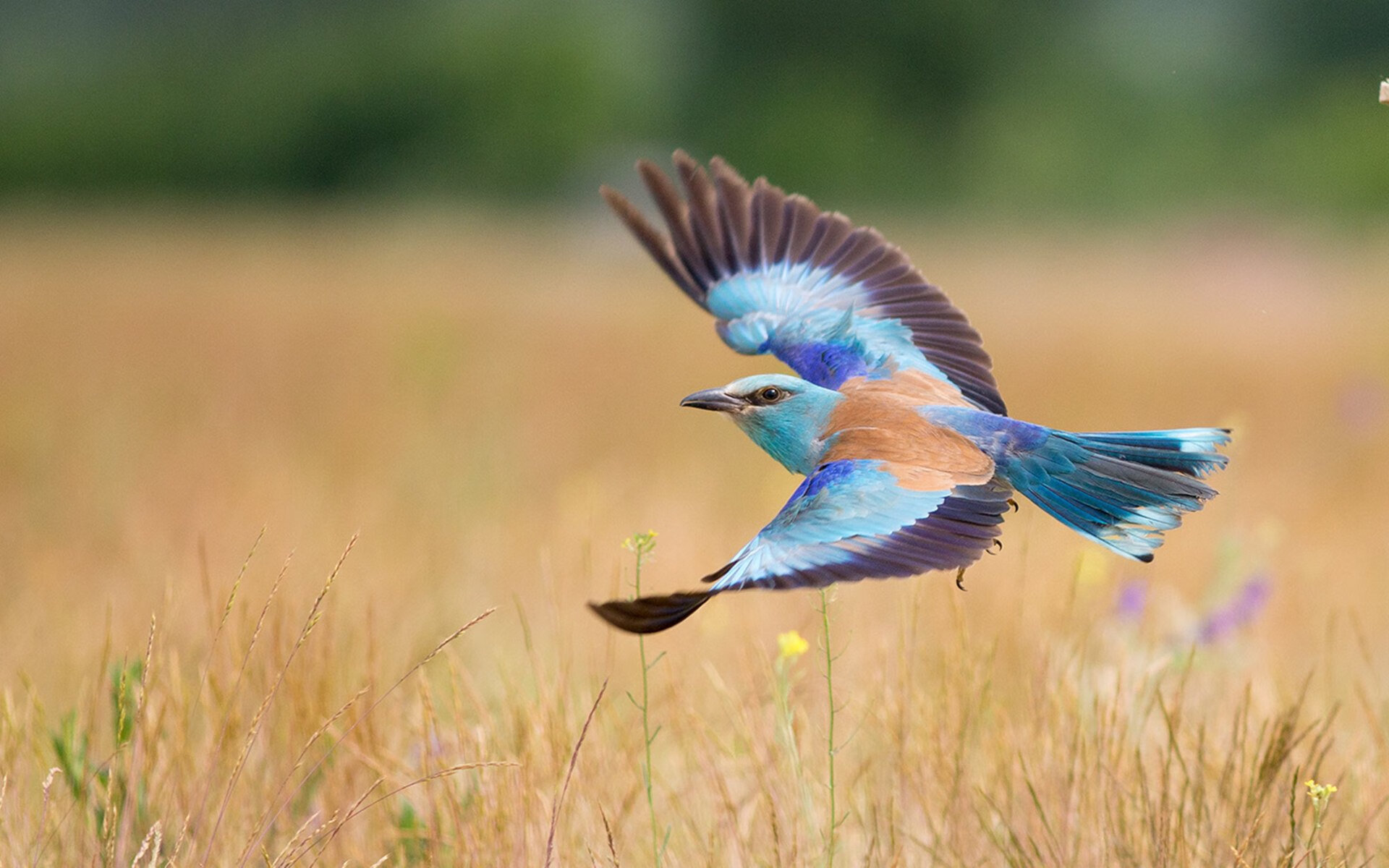爱游戏在线登录入口-中国足球竞技与教育并重的职业路径推荐，中国对足球教育重视了